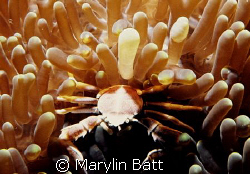 Anemone crab taken at Atlantis Resort Nikonos V 1:2 macro... by Marylin Batt 